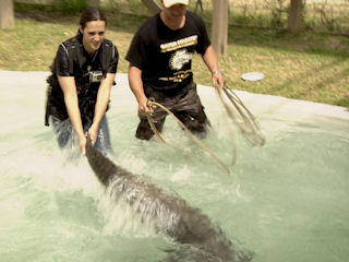 SOS Aligator 